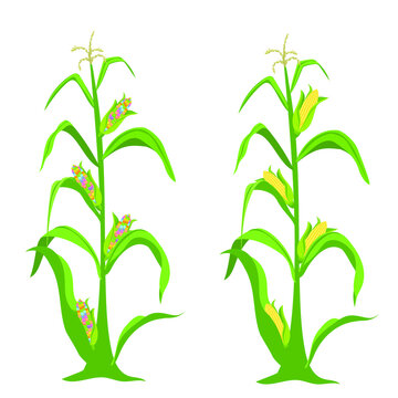The corn grows in the field. Plant and branches of corn. Vector illustration isolated on white background.
