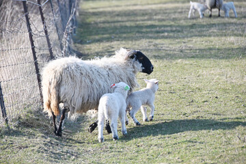 Fototapeta premium Ewe and Two Lambs