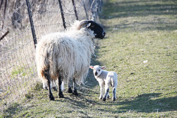 Obraz premium Ewe and Two Lambs