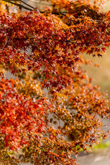 【秋】紅葉・もみじ【季節】