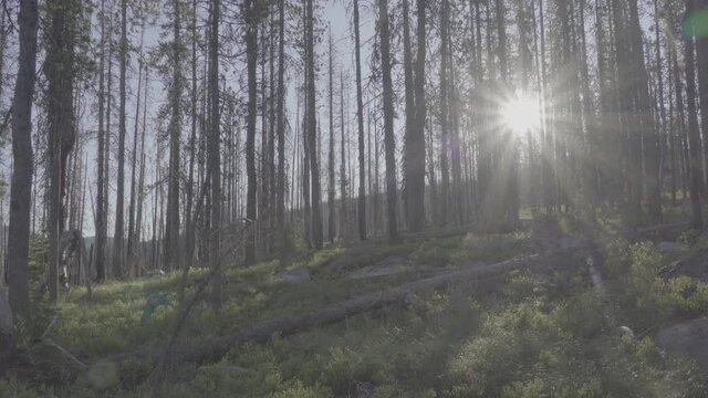 Sun poking through pine forest in the morning 