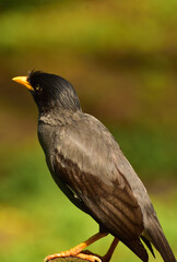 Acridotheres javanicus, The Javan myna, also known as the white vented myna, is a species of myna  and a member of the starling family.