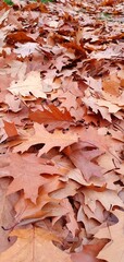 Fallen oak leaves in the park. Dry brown oak leaves. Autumn fallen leaves background.
