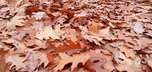 Fallen oak leaves in the park. Dry brown oak leaves. Autumn fallen leaves background.