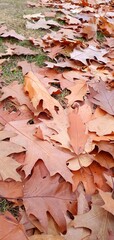 Fallen oak leaves in the park. Dry brown oak leaves. Autumn fallen leaves background.