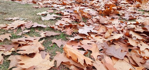 Fallen oak leaves in the park. Dry brown oak leaves. Autumn fallen leaves background.