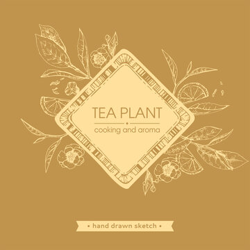Hand-drawn sketch tea plant with cooking and aroma.