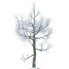 Winter tree in the snow isolated on white background 3d illustration