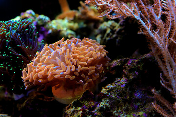 Euphyllia Ancora - Hammer coral, Large stony polyps