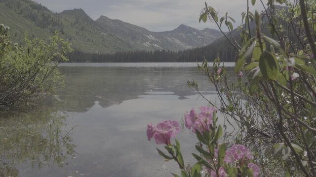 Calm mountain lake and flowers 