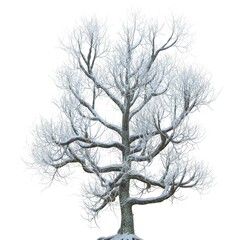 Winter tree in the snow isolated on white background 3d illustration