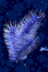 Сhristmas decoration on blue background
