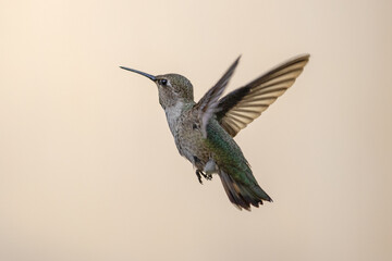 Fototapeta na wymiar Hummingbird in Santa Clara California United States