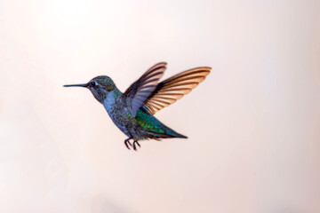 Fototapeta premium Hummingbird on the golden coast in Ventura California United States