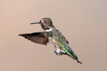 Ruby throated hummingbird in Oxnard California United States