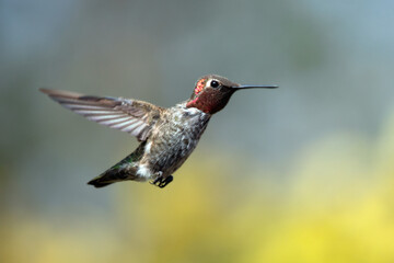 Fototapeta na wymiar Hummingbird in Oxnard California United States