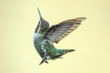 Hummingbird with joyous outstretched wings in Ventura California United States