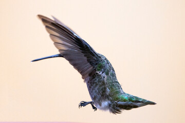 Hummingbird hovering with outstretched wings in Ventura California United States