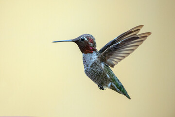 Hummingbird on the Central Coast of California United States