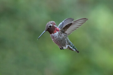 Hummingbird with wings back and tongue sticking out in mid flight with green background in Santa Barbara California United States