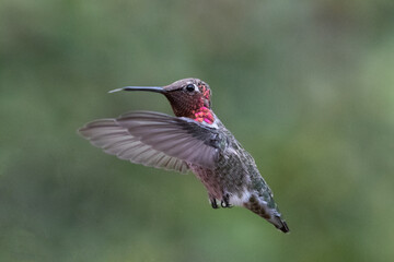 Hummingbird with tongue sticking out in mid flight with green background in Carpinteria California United States