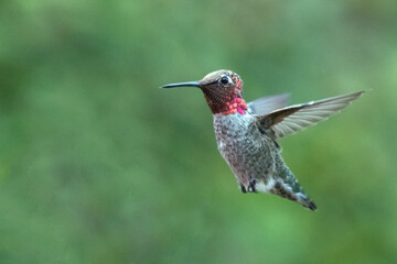 Fototapeta na wymiar Hummingbird in Ventura California United States