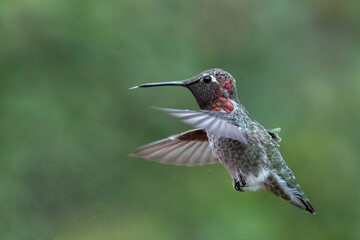 Fototapeta na wymiar Hummingbird with tongue sticking out in mid flight with green background in Ventura California United States