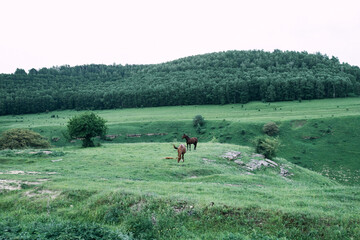 Fototapeta na wymiar herd of horses in the field green grass animals landscape