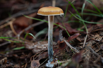 Magic Mushroom
