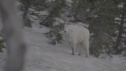 Mountain goat walking across snow covered slope and trees