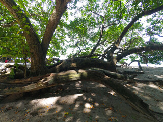 Fototapeta premium Photo of trees on the beach in Pangandaran - Indonesia, Not Focus