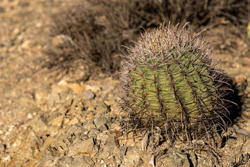Small Barrel Cactus Leans Left With Copy Space To Left Side