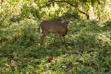 Small White Tail Deer Stares At Camera