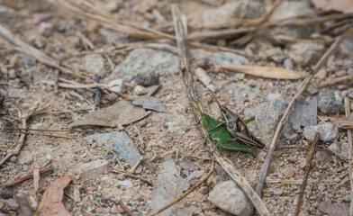 Grasshopper couple mating on the forest floor by the side of the road.