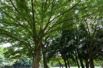 砧公園（都立砧公園・東京都世田谷区）