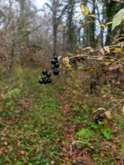 Travel through the autumn foothill park in nature, observing the natural changes in the life of plants and trees.