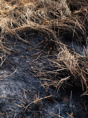 Recently burned forest fire smork