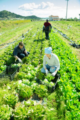 Harvest time. Group of farm workers gathering crop of butterhead lettuce on farm field