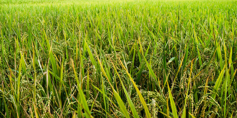 Close up of plants with leafs