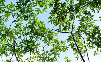 Close up of plants with leafs