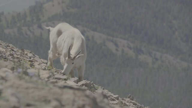 Mountain goat strong mature male on rocky slope 