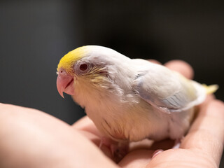 Selective focus of forpus parrotlet bird follow pie dilute cobalt turquoise color