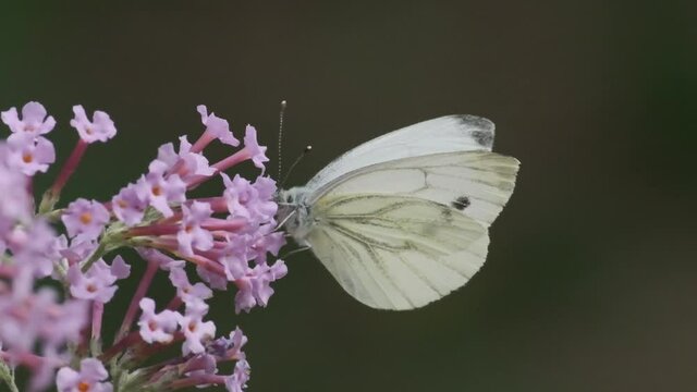 Close up of small white peridae butterfly on pink flowers slow motion