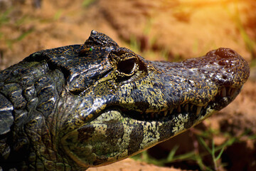Jacaré no banho de sol
