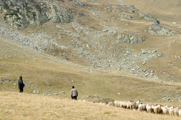 Naklejka premium Romanian shepherds at work. 