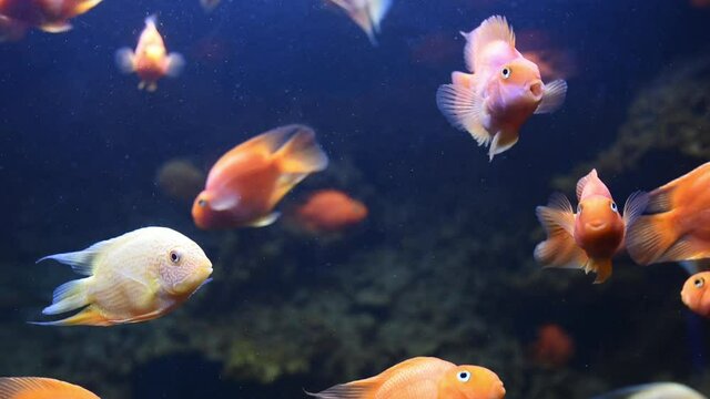 Aulonocara and astronotus ocellatus albino. Underwater video of the aquarium of sea fishes. Colorful environment