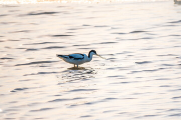 Water bird pied avocet, Recurvirostra avosetta, feeding in the lake. The pied avocet is a large black and white wader with long, upturned beak
