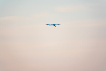 Water bird pied avocet, lat. Recurvirostra avosetta, flies over the lake. The pied avocet is a large black and white wader with long, upturned beak