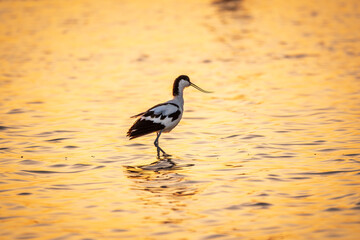 Water bird pied avocet, Recurvirostra avosetta, standing in the water in orange sunset light. The pied avocet is a large black and white wader with long, upturned beak