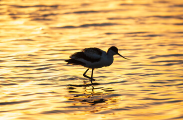 Water bird pied avocet, Recurvirostra avosetta, standing in the water in orange sunset light. The...